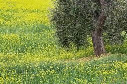 Olive tree in a canola field, Castelnuovo dellabate, Tuscany, Italy
