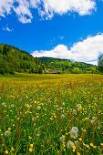Blumenwiese, Krakautal, Steiermark, Österreich