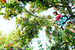 Woman in an apple tree, Styria, Austria