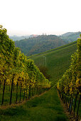 Vineyard in autumn, Styria, Austria