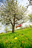 Young woman swining in a blooming apple tree, Stubenberg, Styria, Austria