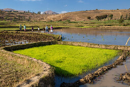 Reisfelder westlich von Antananarivo, Hochland, Madagaskar, Afrika