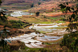 Rice terraces, paddyfields near Ambohimahasoa, highlands, Madagascar, Africa