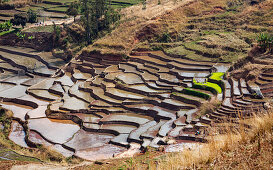 Rice terraces, paddyfields near Ambalavao, highlands, Madagascar, Africa
