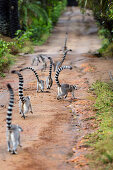 Kattas, Lemur catta, Nahampoana Reservat, Süd-Madagaskar, Afrika