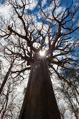 Holy Baobab, Adansonia grandidieri, West Madagascar, Africa