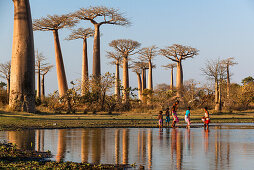 Baobabs near Morondava, Adansonia grandidieri, Madagascar