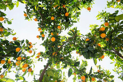 Orange trees, Soller, Majorca, Spain