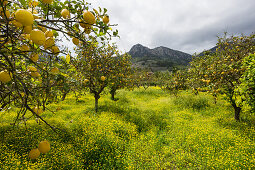 Lemon trees in a grove, Soller, Majorca, Spain