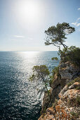 pine trees and coastline near Cala Portals Vells, near Palma de Mallorca, Majorca, Spain