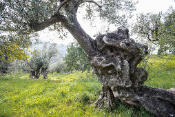 Alte Olivenbäume bei Deià, Mallorca, Spanien