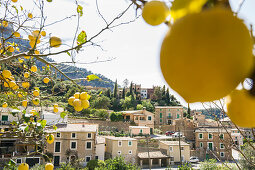 Zitronenbäume, Estellencs, Mallorca, Spanien
