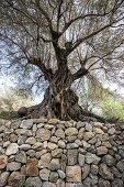 Olive tree and dry stone wall near Banyalbufar, Majorca, Spain