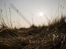 Salt meadow, Westerhever, North sea, Schleswig-Holstein Wadden Sea National Park, Nordfriesland, Schleswig-Holstein