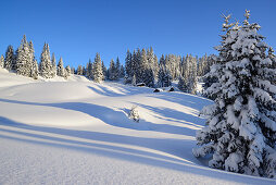 Verschneite Almlandschaft und Winterwald, Teufelstättkopf, Pürschling, Ammergebirge, Ammergauer Alpen, Oberbayern, Bayern, Deutschland