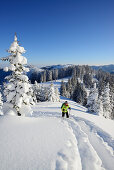 Frau auf Skitour steigt zum Teufelstättkopf auf, Ammergauer Alpen, Oberbayern, Bayern, Deutschland