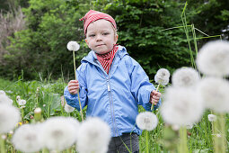 Boy (2 years) picking blowballs, near Blumenholz, Mecklenburg-Western Pomerania, Germany