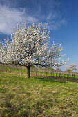 Blossoming cherry tree near Donnerskirchen, Burgenland, Austria