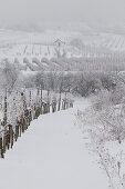 verschneite Weinberge bei Baden bei Wien, Thermenregion, Niederösterreich, Österreich