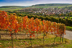 Weinstöcke entlang des Weinlehrpfades, Markelsheim, Franken, Bayern, Deutschland