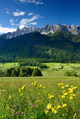 Flowering meadow in front of the Sexten range, Sexten Dolomites, Pustertal valley, Dolomites, UNESCO World Heritage Site Dolomites, South Tyrol, Italy