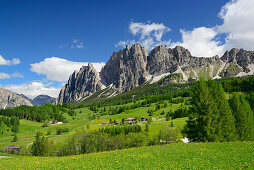 Trollblumen vor Pomagagnon-Gruppe über Cortina, Cristallogruppe, Dolomiten, UNESCO Weltnaturerbe Dolomiten, Venetien, Venezien, Italien