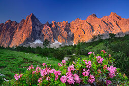 Alpine roses in blossom with Laliderer face in alpenglow, Laliderer Waende, Karwendel range, Tyrol, Austria
