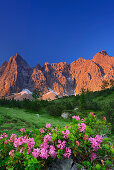 Alpine roses in blossom with Laliderer face in alpenglow, Laliderer Waende, Karwendel range, Tyrol, Austria