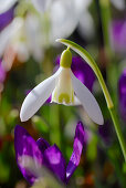 White snowdrop, Galanthus nivalis in front of unsharp violett crocus flowers, Germany