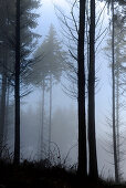 Forest in winter with unsharp fir trees and fog in the background, black silhouettes of trees in the foreground, Central Hesse, Germany