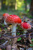 Fly amanita mushroom, Amanita muscaria, in a mixed forest, background unsharp, Hesse, Germany