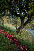 mit Raureif bedeckte Weiden mit Apfelbaum, mit reifen Äpfeln bedeckter Pfad, Wald und Hügel im Hintergrund, Mittelhessen, Hessen, Deutschland