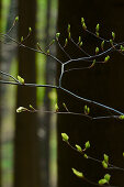 frisches Buchengrün, zierlicher Zweig vor unscharfen Baumstämmen, Buchenwald im April, Mittelhessen, Hessen, Deutschland