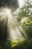 Forest path with backlight, sunlight passing through tree branches, Hesse, Germany