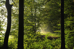 Forest path with backlight, sunlight passing through tree branches, Hesse, Germany