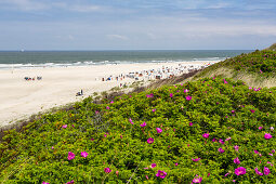 Dunes with roses, Rosa rugosa, Spiekeroog Island, National Park, North Sea, East Frisian Islands, East Frisia, Lower Saxony, Germany, Europe