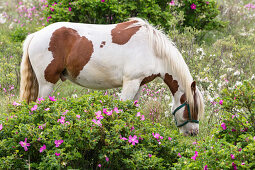Horse grazing between roses, Rosa rugosa, Spiekeroog Island, Nationalpark, North Sea, East Frisian Islands, East Frisia, Lower Saxony, Germany, Europe