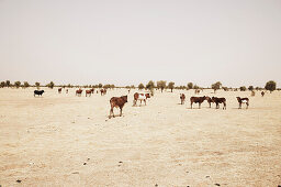 Herd of cattle grazing in steppe, Mauritania