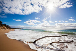 Treibholz am Strand, Mornington-Halbinsel, Victoria, Australien