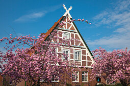 Zierkirschen vor Fachwerkhaus, bei Jork, Altes Land, Niedersachsen, Deutschland