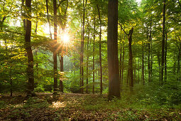 Morning sun in a wood, Eifelsteig hiking trail, Nationalpark Eifel, Eifel, North Rhine-Westphalia, Germany