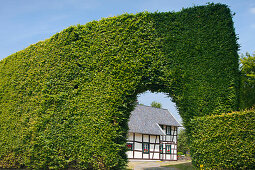 Fachwerkhaus hinter einem Torbogen in einer Buchenhecke im Ortsteil Monschau-Höfen, Eifelsteig, Eifel, Nordrhein-Westfalen, Deutschland