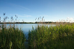 Reeds in Selliner See, near Sellin, Ruegen island, Baltic Sea, Mecklenburg Western-Pomerania, Germany