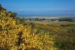 Ginster, Blick vom Dornbusch über den Bodden zur Insel Rügen, Insel Hiddensee, Ostsee, Mecklenburg-Vorpommern, Deutschland