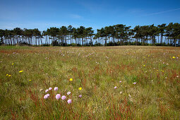 Meadow and pine trees at Gellen, towards the south of the island, Hiddensee island, National Park Vorpommersche Boddenlandschaft, Baltic Sea, Mecklenburg Western-Pomerania, Germany