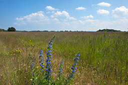 Natternkopf (Echium vulgare) auf einer Wiese, Insel Hiddensee, Nationalpark Vorpommersche Boddenlandschaft, Ostsee, Mecklenburg-Vorpommern, Deutschland