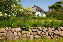 Stone wall in front of a frisian house with thatched roof, Nebel, Amrum island, North Sea, North Friesland, Schleswig-Holstein, Germany