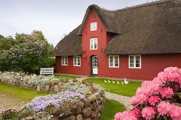 Rhododendron in front of a frisian house with thatched roof, Nebel, Amrum island, North Sea, North Friesland, Schleswig-Holstein, Germany