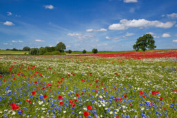 Cornflowers, poppies and daisies in a field near Lassan, Mecklenburg, Western Pommerania, Germany