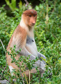 Female proboscis monkey  These leaf eating monkeys are endemic to Borneo
